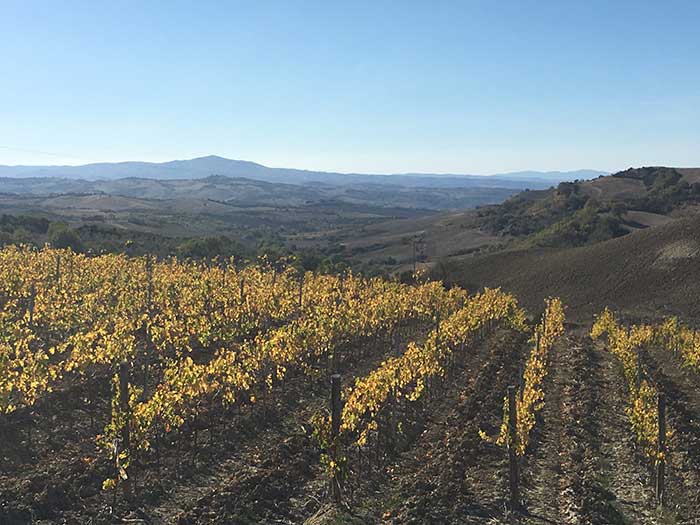 Brunello vineyards